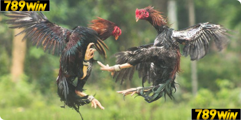 Đá Gà tại 789win sở hữu nhiều ưu điểm nổi bật