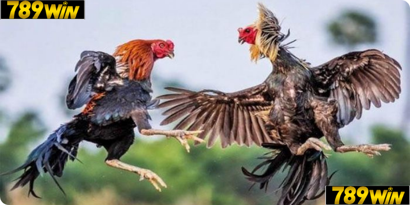 Đá Gà từ lâu đã trở thành một bộ môn giải trí truyền thống