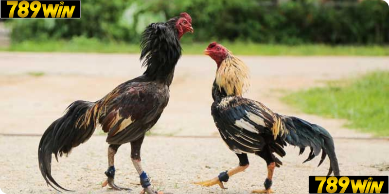 Đá Gà trực tuyến tại 789win vô cùng đơn giản và phù hợp