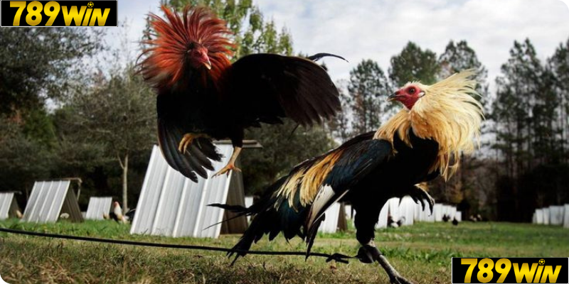 ĐÁ GÀ CỰA DAO – Kịch Tính Đỉnh Cao, Cược Nhanh Ăn Lớn