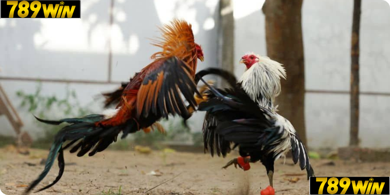 Trải nghiệm Đá gà cựa dao đỉnh cao