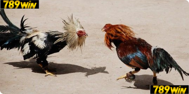 Đá gà cựa sắt 