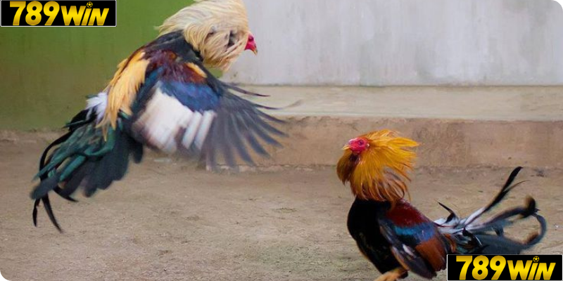 Giao diện dễ dùng