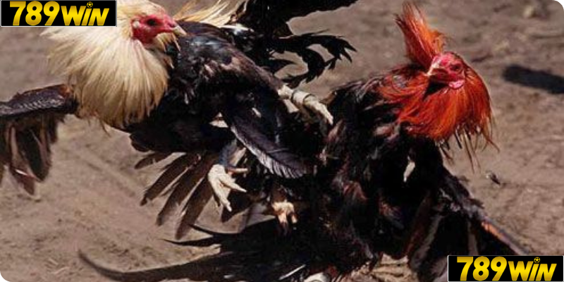 ĐÁ GÀ CỰA SẮT – CẠNH TRANH, KỊCH TÍNH, DỮ DỘI