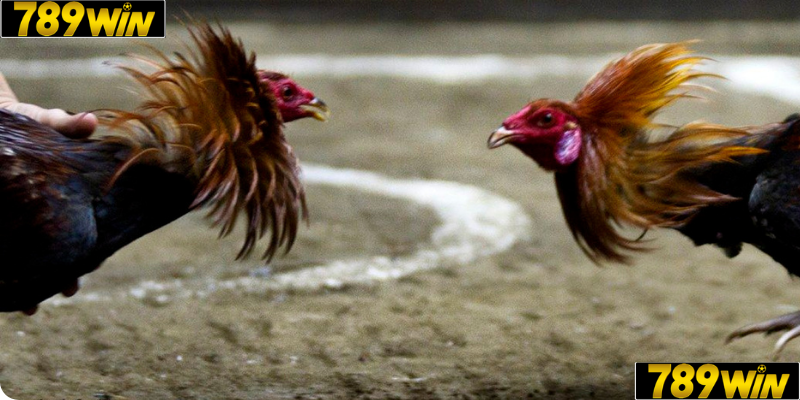 Bộ Môn Đối Kháng Đỉnh Cao 