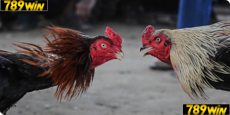 Cách Thức Đặt Cược 