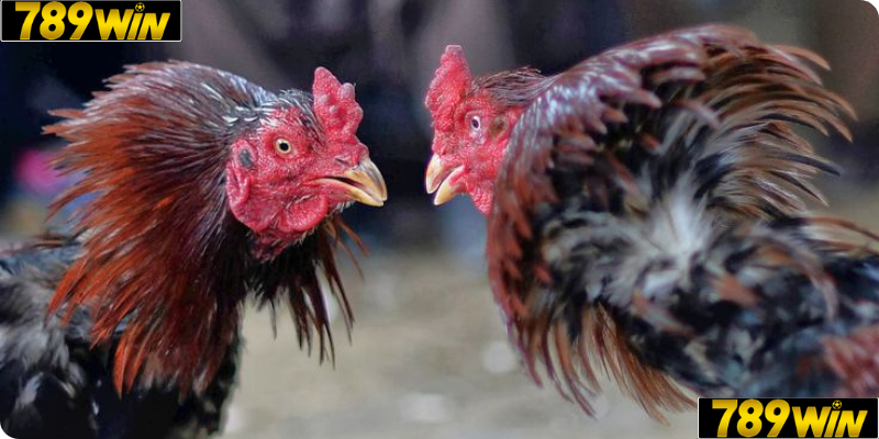 Mẹo Giúp Tăng Cơ Hội Thắng