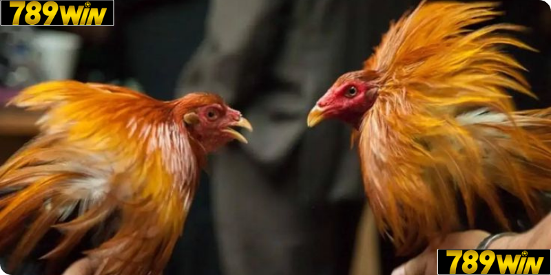 Đá Gà Thomo – Trận Gà Đỉnh Cao Từ Campuchia