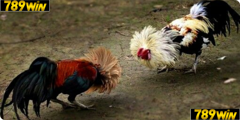 Giới thiệu và đặc điểm nổi bật