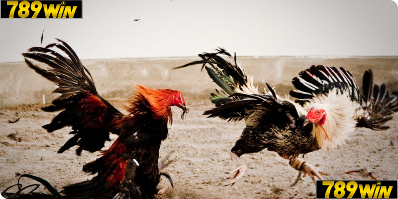 Quy trình tham gia và cược Đá Gà Thomo tại 789win