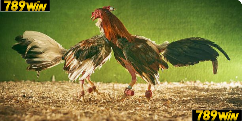 Những yếu tố ảnh hưởng đến kết quả 