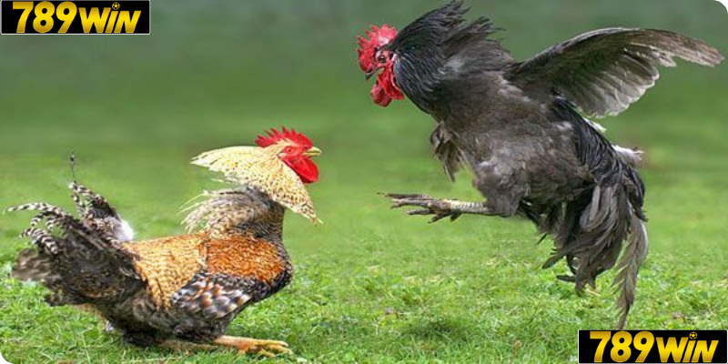 Đá Gà 789win – Sảnh Trận Gà Trực Tuyến Đỉnh Cao Của Đam Mê