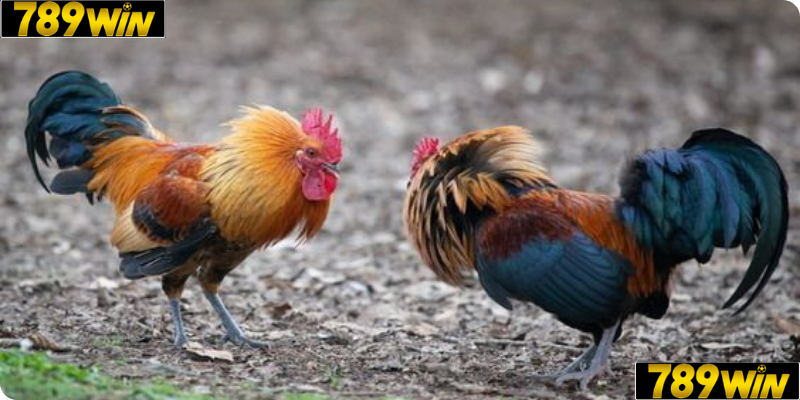 Địa Điểm Lý Tưởng Cho Người Yêu