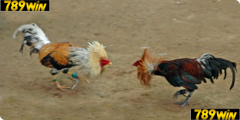 Tỷ Lệ Cược Hấp Dẫn, Thưởng Cao