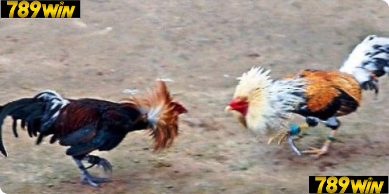 Giao Dịch Nhanh Chóng